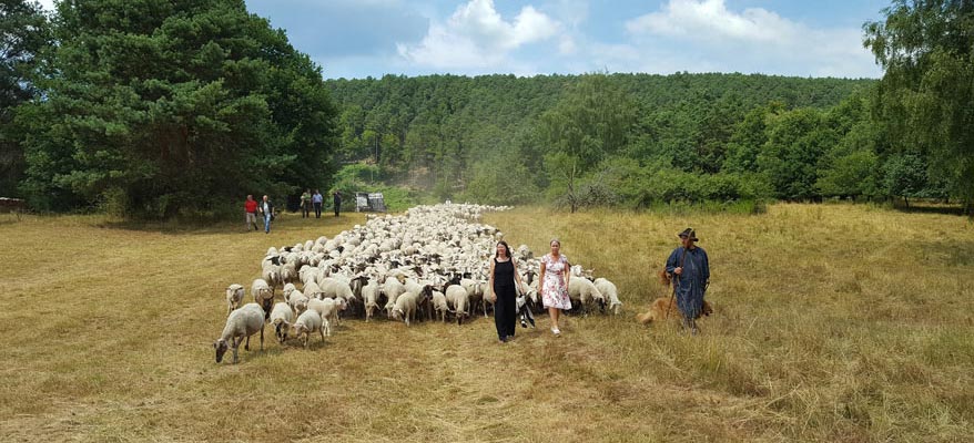 Umweltministerin Höfken unterwegs mit einer Schafherde