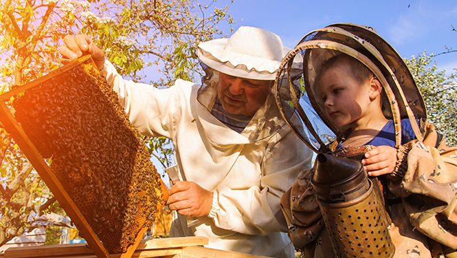 Imker und Kind betrachten eine Honigwabe voller Bienen