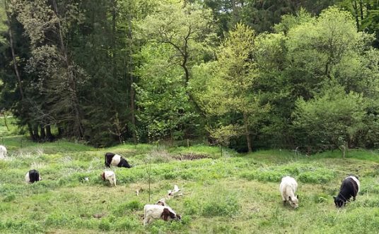Kühe im Karlstal