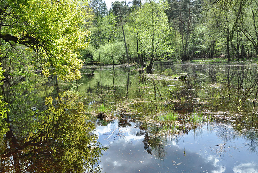 Kallbachsee im Bienwald, Foto: Projektbüro Naturschutzgroßprojekt Bienwald