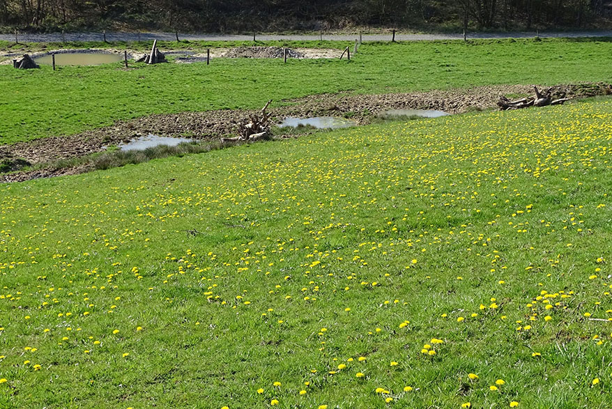 Amphibienschutzprojekt im Westerwald