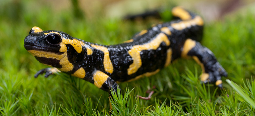 Feuersalamander, Foto: Horst Jegen