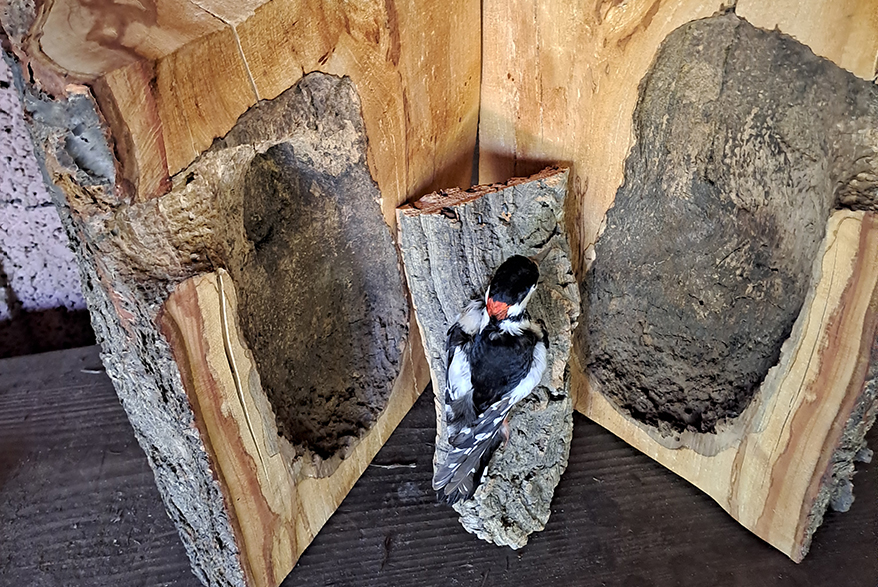 Spechthöhle mit Buntspecht, Foto: Margit Obländer-Zech